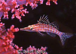 hawkfish amongst the soft coral by Geoff Spiby 